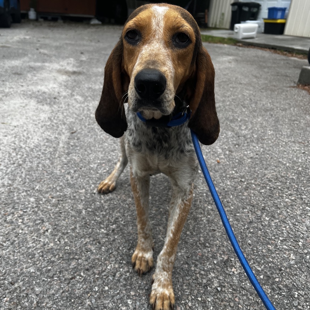 A brown and white dog stands on a gravel surface, wearing a blue collar and leash.