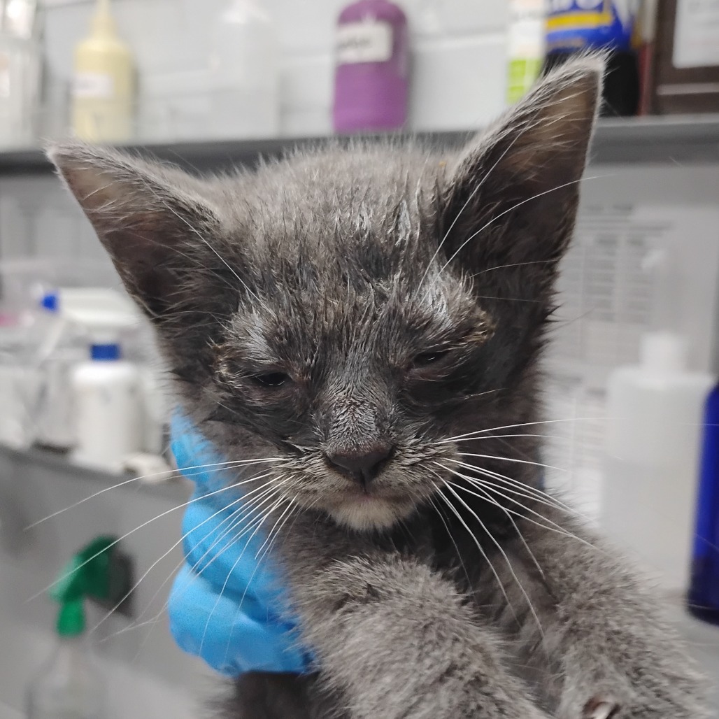A gray kitten with a blue bandage is held in a veterinary setting, looking tired and slightly dirty.