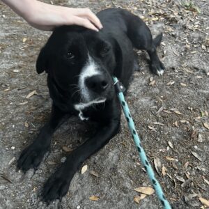 A person pets a black dog lying on the ground, with a leash attached.