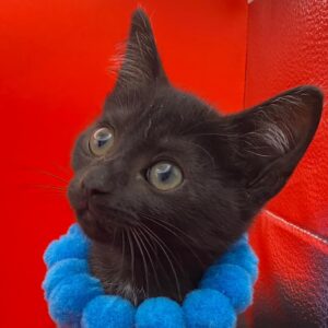 A black kitten with bright eyes wears a blue pom-pom collar against a red background.