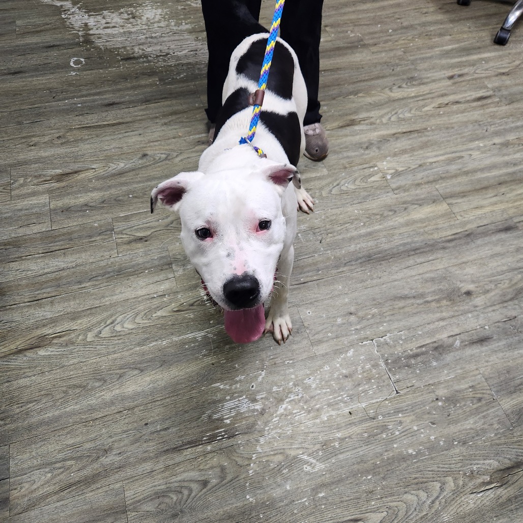 A white and black dog stands on a wooden floor, panting, with a person holding its leash.