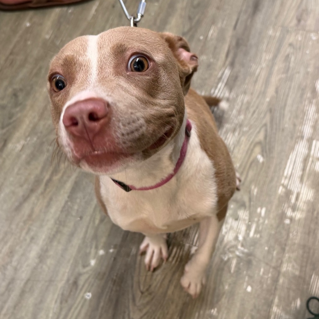 A smiling brown and white dog sits on a wooden floor, wearing a pink collar.
