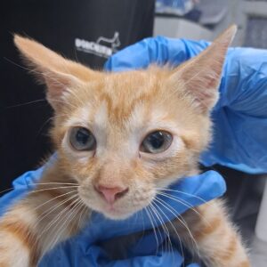 A person holds an orange tabby kitten with large eyes, wearing blue gloves.
