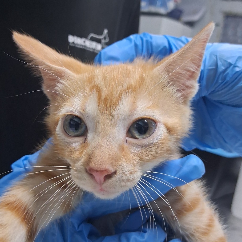 A person holds a small orange tabby kitten, showcasing its curious expression and large eyes.