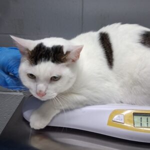A white cat with black markings rests on a scale, while a gloved hand supports it. The scale reads 11.1.