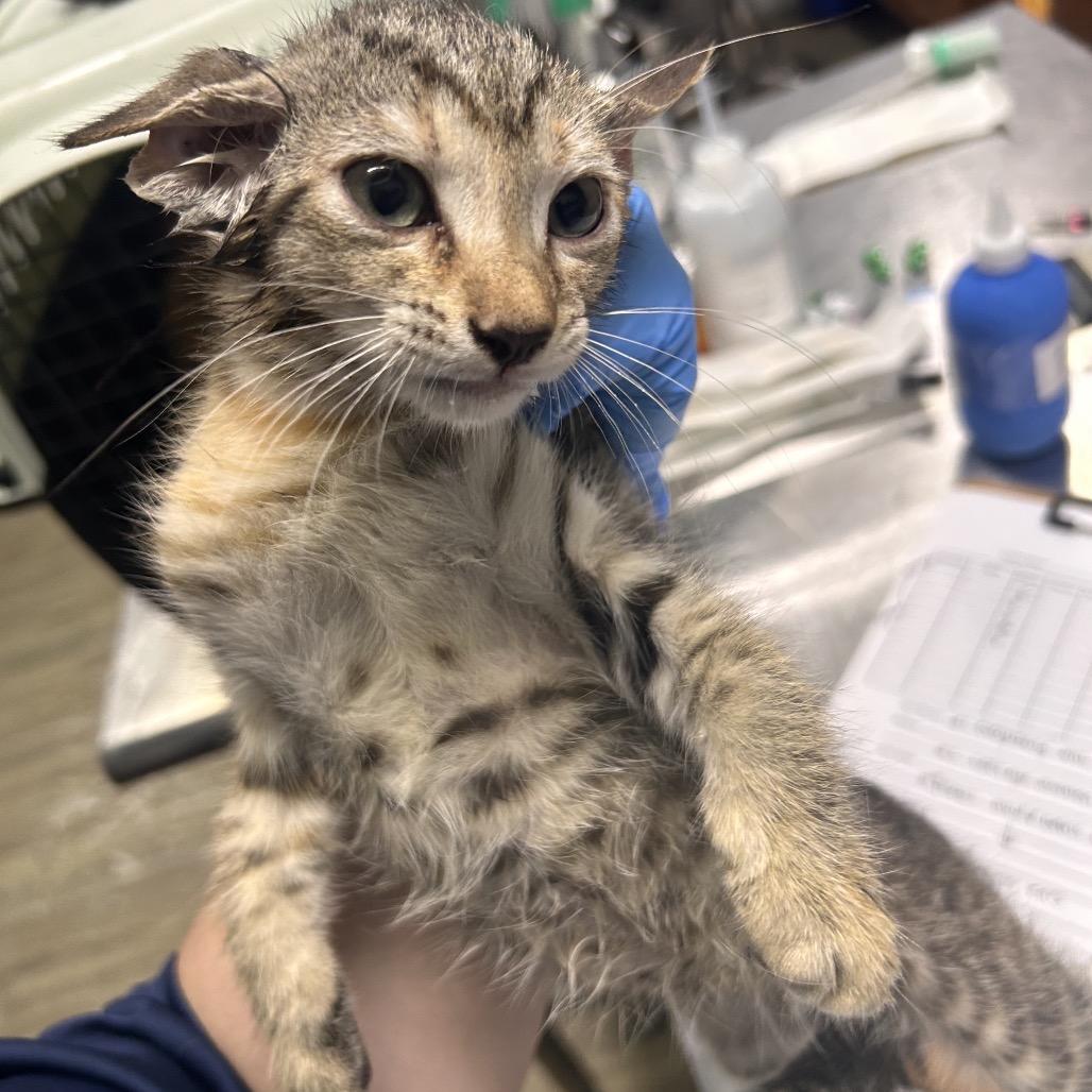 A person holds a small, spotted kitten in a veterinary setting.