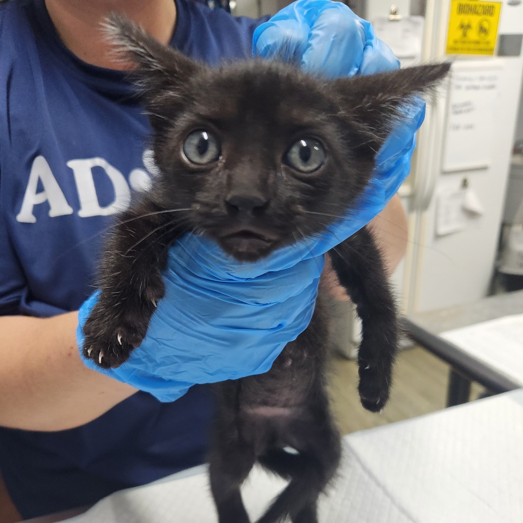 A person in blue gloves holds a small black kitten, which looks surprised and curious.