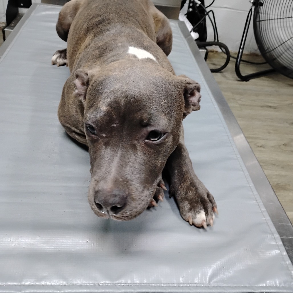 A brown dog lies on a gray surface, looking directly at the camera.