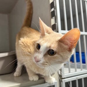 A curious orange tabby cat explores a shelf in a shelter environment.