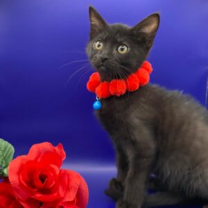 A black kitten with a red collar sits beside red roses against a blue background.