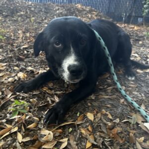 A black dog with a white snout lies on the ground among fallen leaves, wearing a leash.
