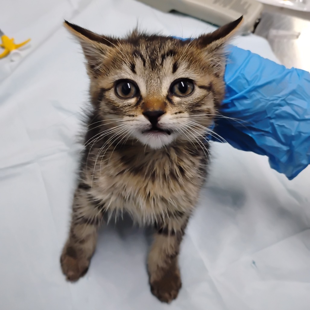 A small, wet kitten with distinctive markings sits on a blue surface, while a gloved hand reaches toward it.