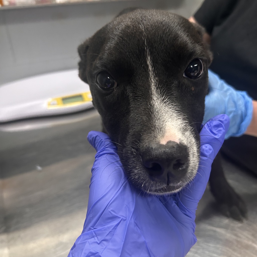 A person in blue gloves gently holds a small black dog's face in a veterinary setting.