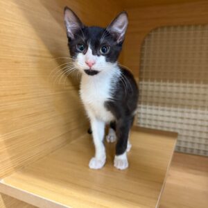 A black and white kitten stands on a wooden shelf, looking curiously at the camera.