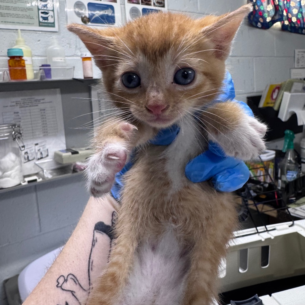 A person holds a small orange kitten with blue eyes in a veterinary setting.