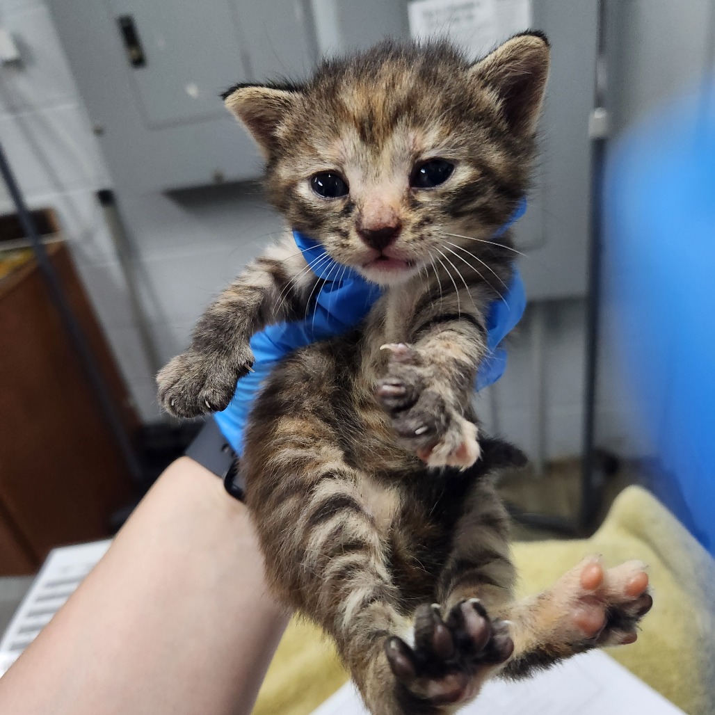 A person holds a small, striped kitten with outstretched paws, wearing blue gloves.