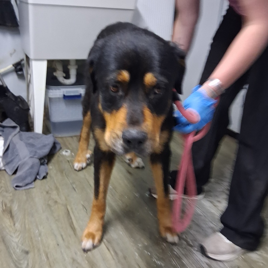 A Rottweiler stands on a floor while a person in gloves holds its leash.