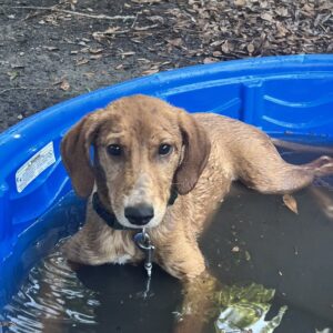 A brown dog sits in a blue kiddie pool filled with water, looking curiously at the camera.