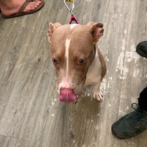 A brown and white dog licks its lips while standing on a wooden floor, with people’s feet nearby.