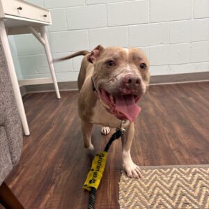 A happy dog with a leash walks on a wooden floor in a room with light blue walls.