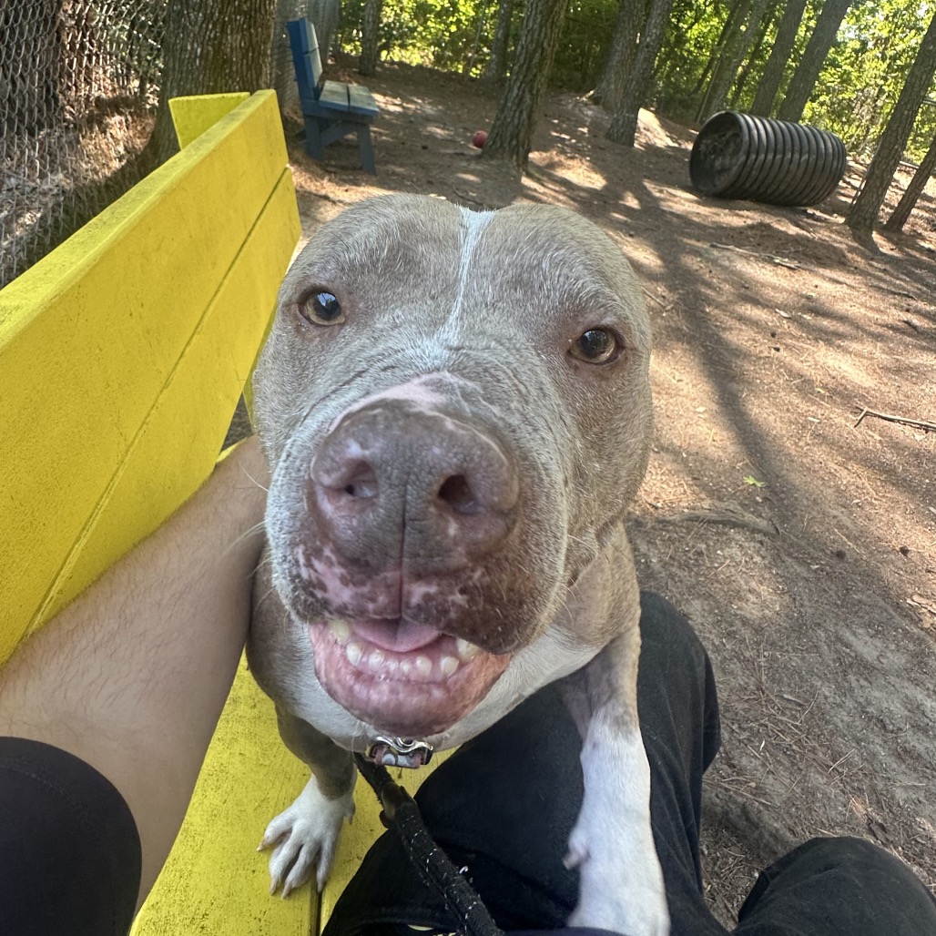 A close-up of a smiling dog sitting on a person's lap, with a yellow bench in the background.