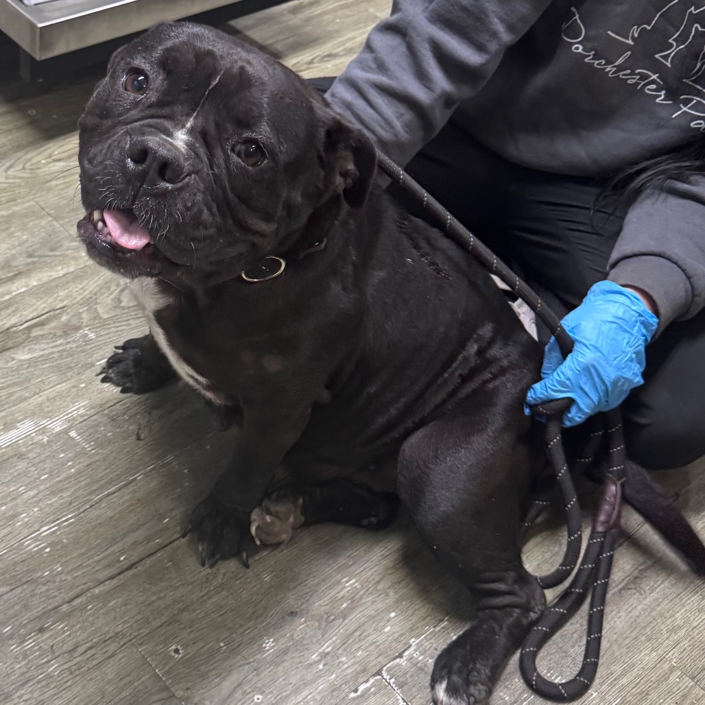 A black dog sits beside a person wearing gloves, holding a leash. The dog appears friendly and relaxed.