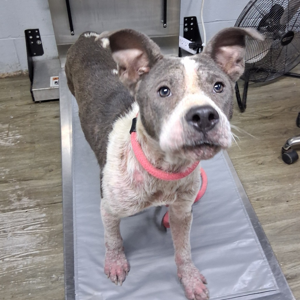 A gray and white dog with a pink collar stands on a grooming table, looking curiously at the camera.