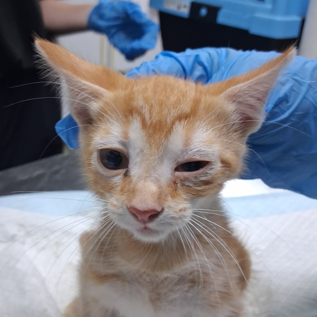 A close-up of a small orange kitten with one eye partially closed, surrounded by gloved hands.