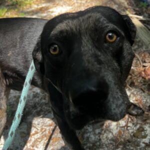 A close-up of a black dog with brown eyes, looking directly at the camera while on a leash.