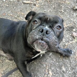 A black dog with a wrinkled face looks up, resting on the ground surrounded by dirt and leaves.