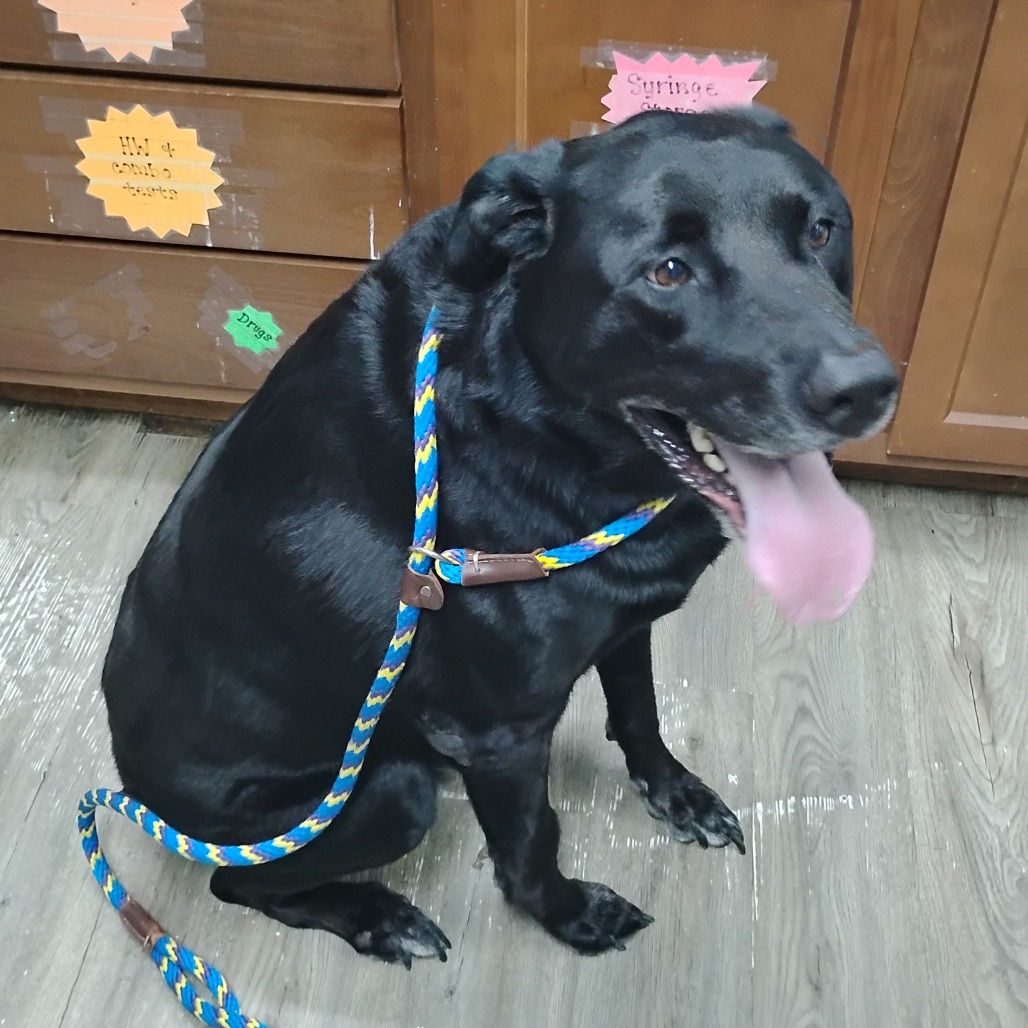 A black dog sits on a wooden floor, wearing a colorful braided leash and smiling.