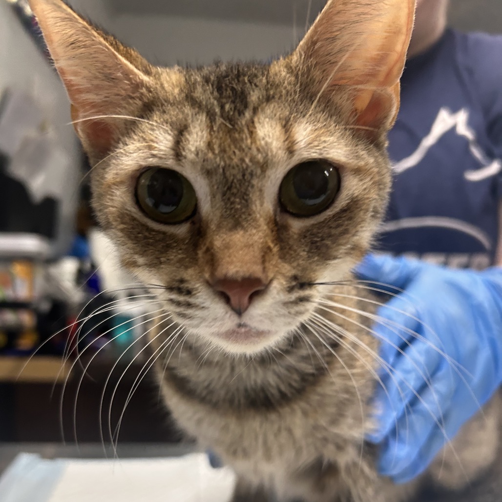 A close-up of a cat with large eyes, being gently held by a person wearing blue gloves.