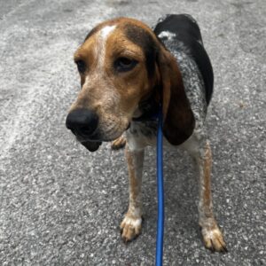 A brown and black dog stands on a gravel surface, wearing a blue leash.