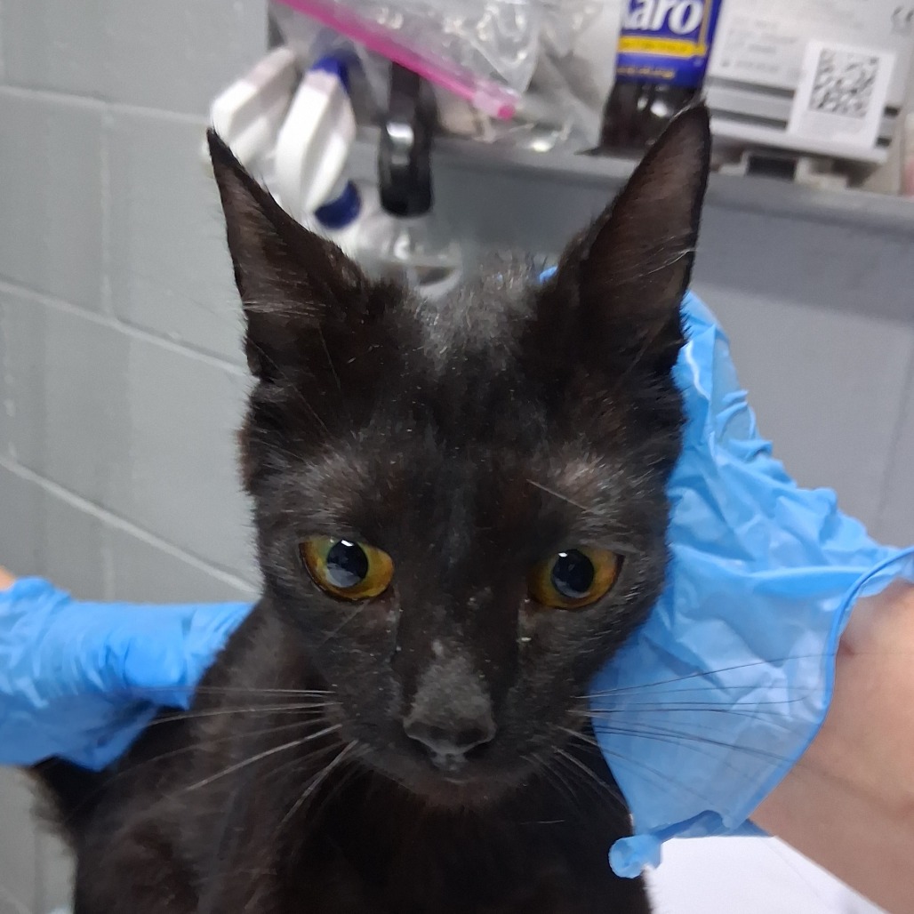 A black cat with yellow eyes is being held by a person wearing blue gloves.
