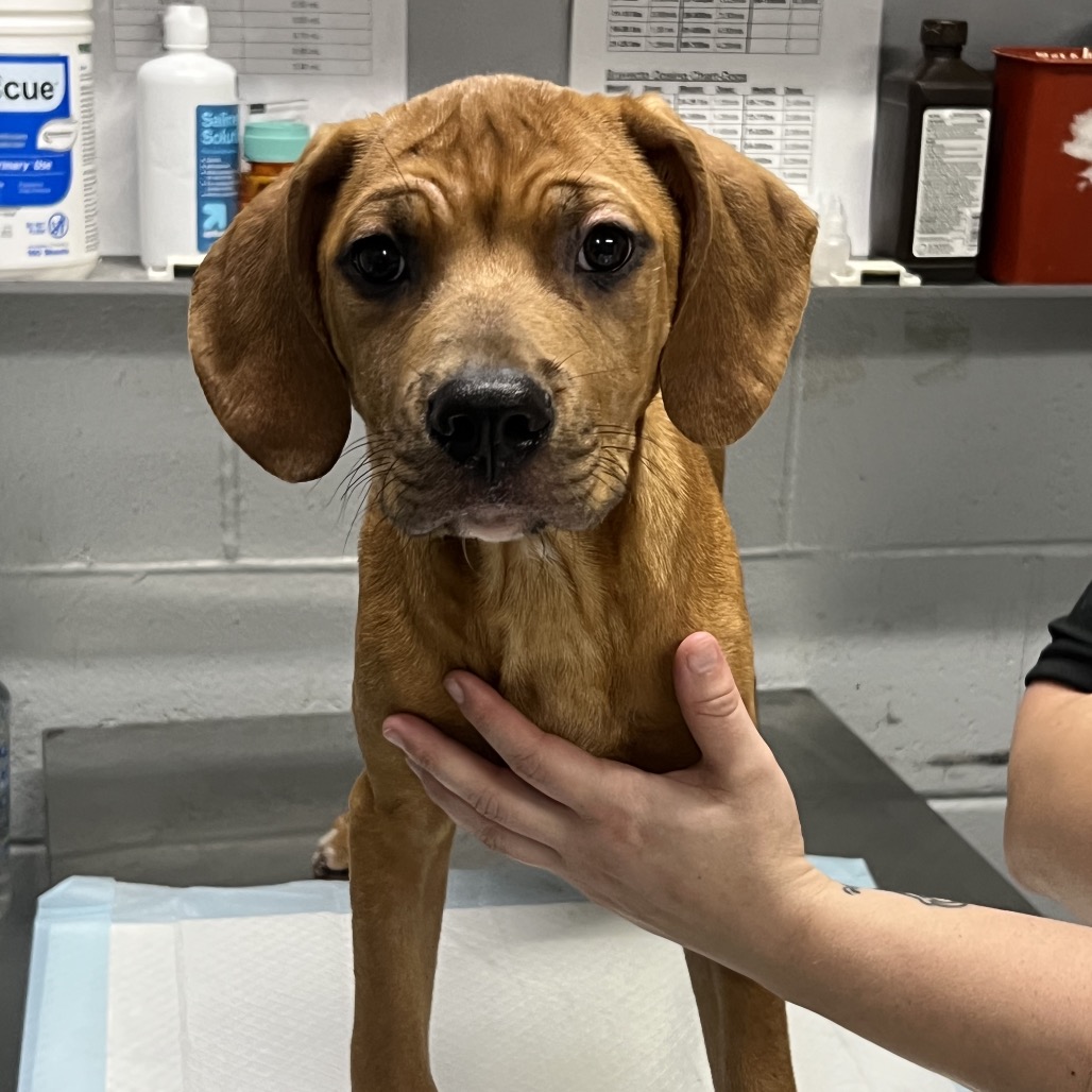 A brown puppy stands on a table, while a person gently holds its paw. Veterinary supplies are visible in the background.