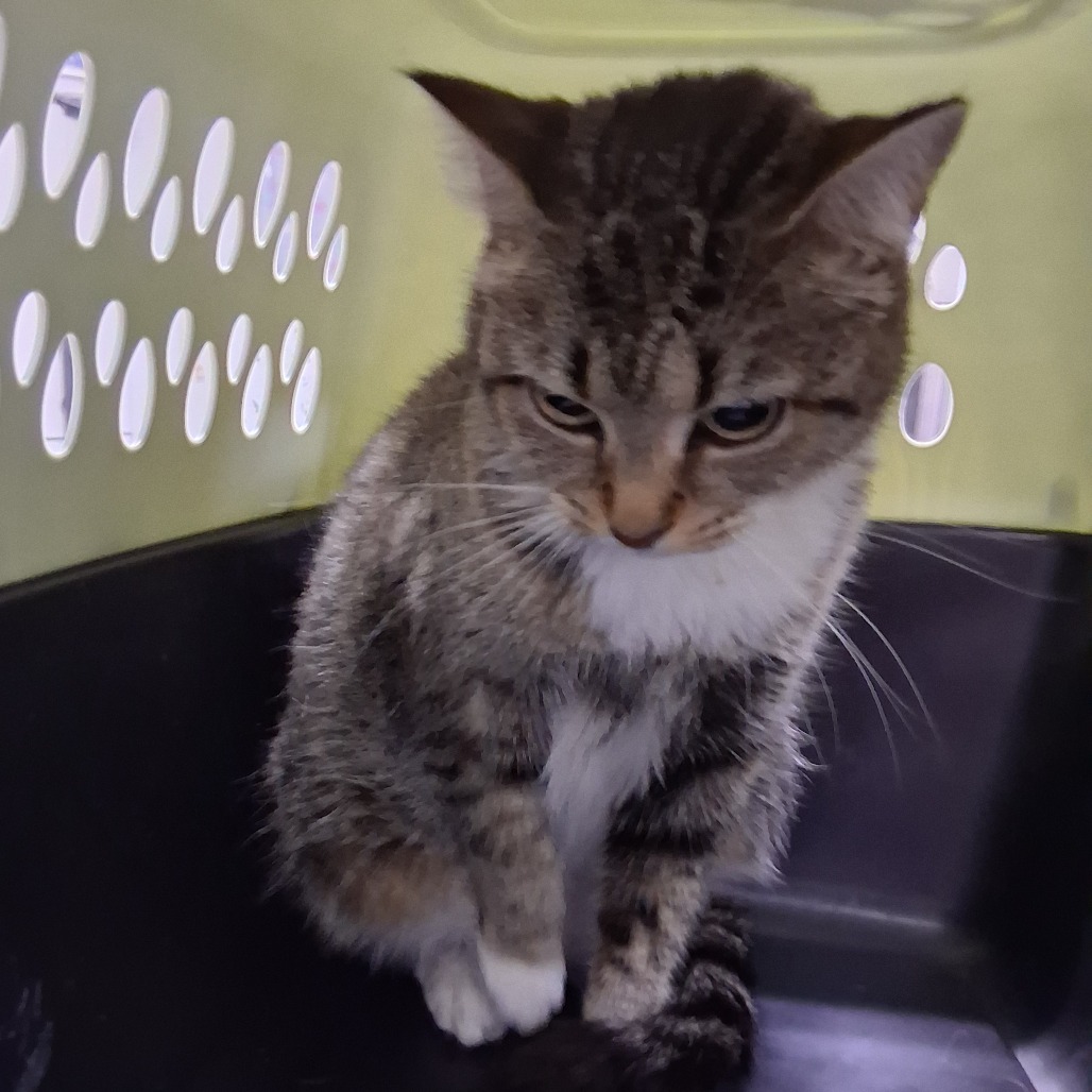A tabby cat sits inside a pet carrier, looking down with a calm expression.