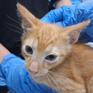A person in blue gloves holds an orange tabby kitten, focusing on its face and curious expression.
