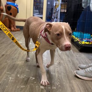 A light brown dog with a pink collar walks on a wooden floor, wearing an "Adopt Me" leash.