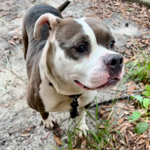 A friendly dog with a white and gray coat stands on the ground, surrounded by grass and leaves.