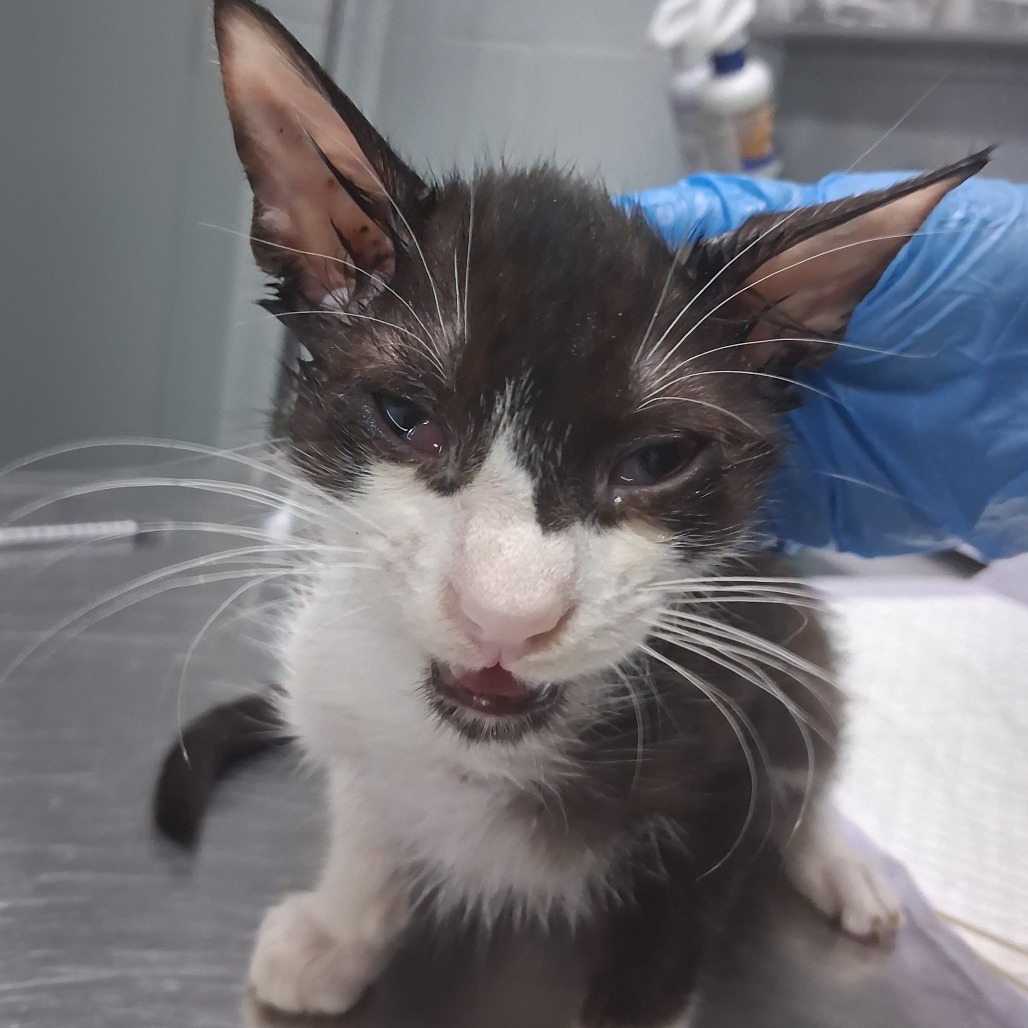 A black and white kitten with watery eyes sits on a table, appearing distressed. A gloved hand is nearby.