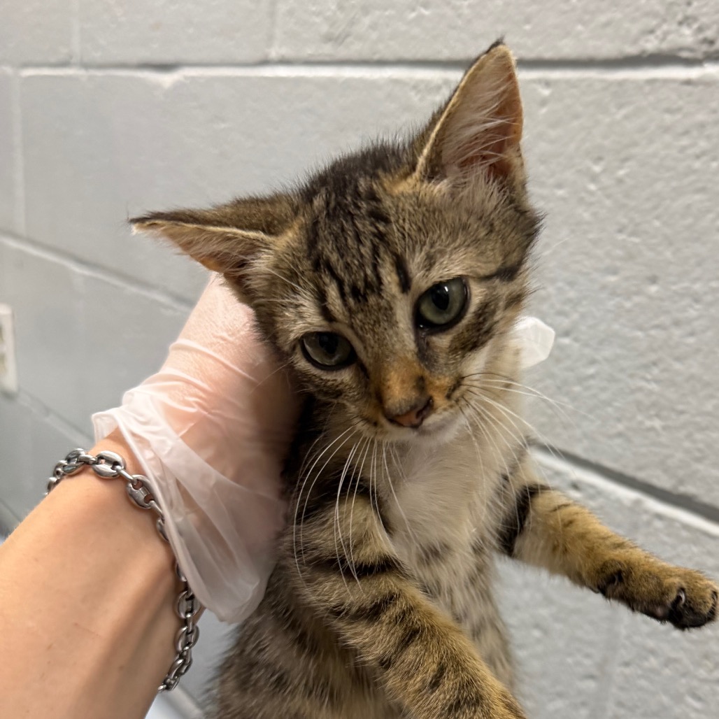 A person in a glove gently holds a small tabby kitten against a gray wall.