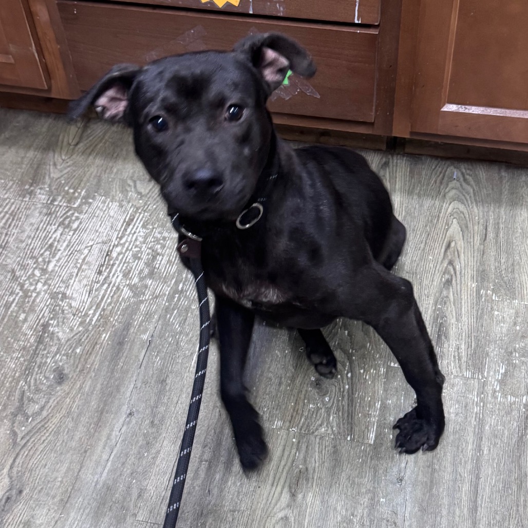 A black dog with a collar sits on a wooden floor, looking curiously at the camera.