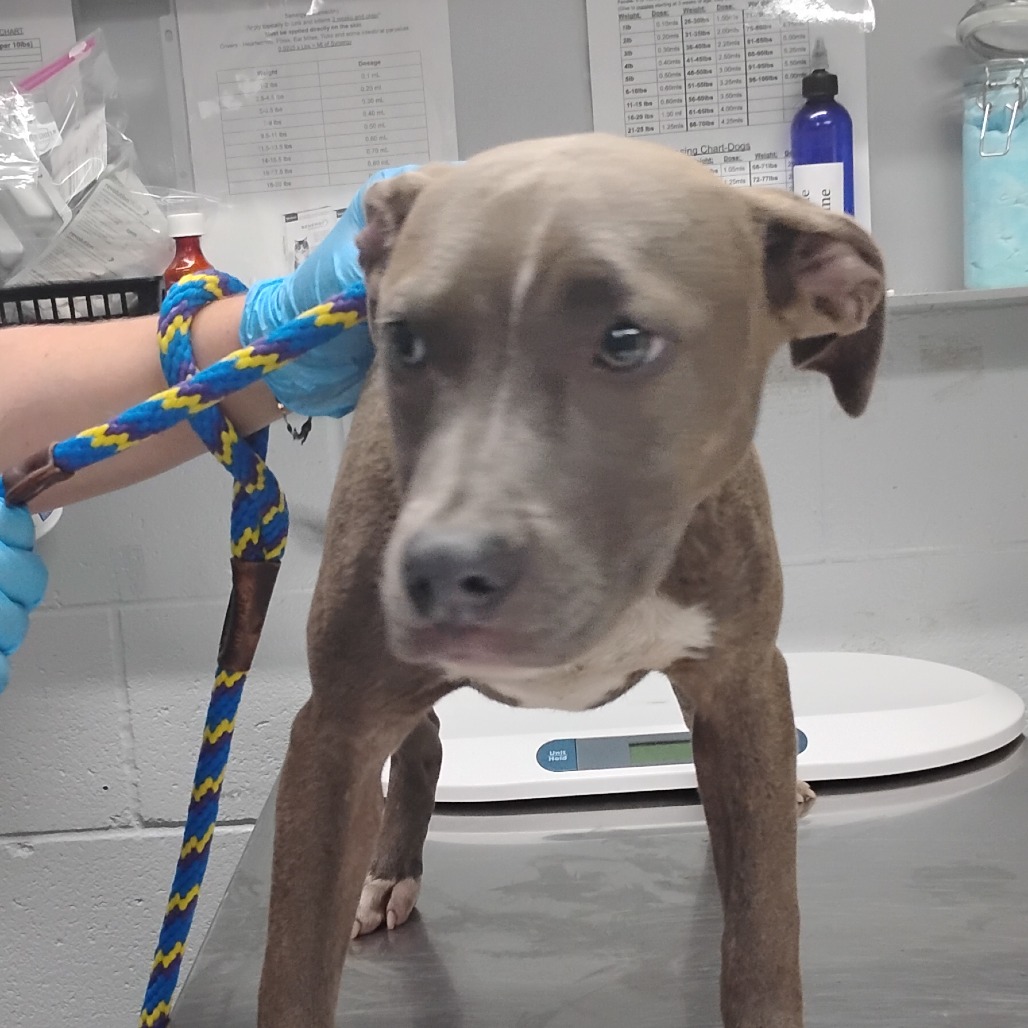 A brown dog stands on a table, held by a person wearing blue gloves and a colorful leash.