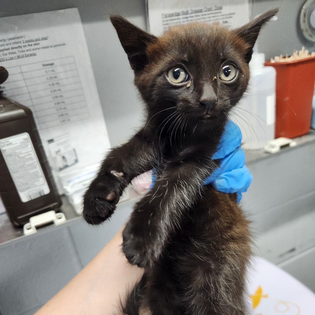 A person in blue gloves holds a small black kitten with large eyes in a veterinary setting.
