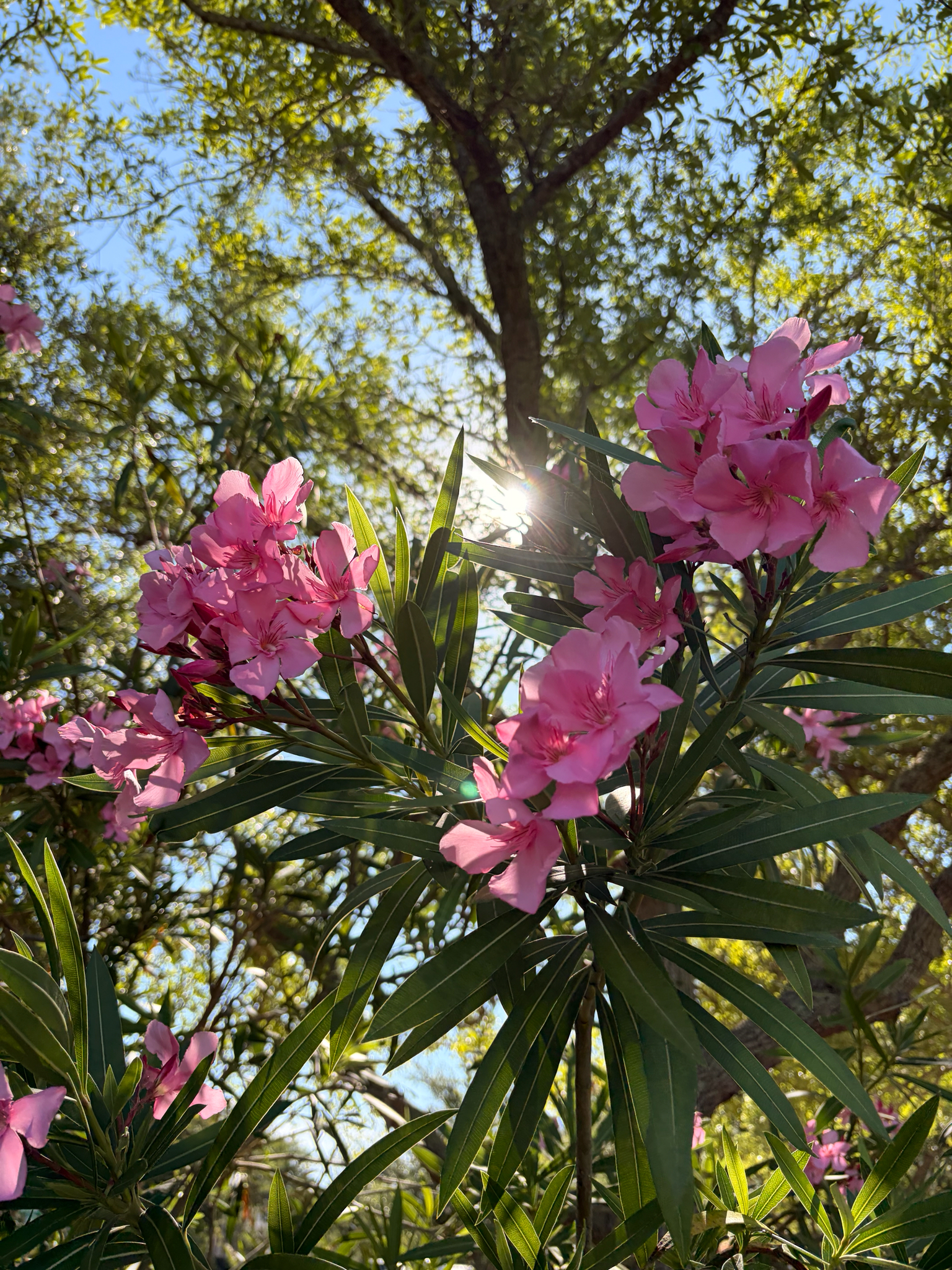 Pink flowers bloom among green leaves, with sunlight filtering through the trees above.