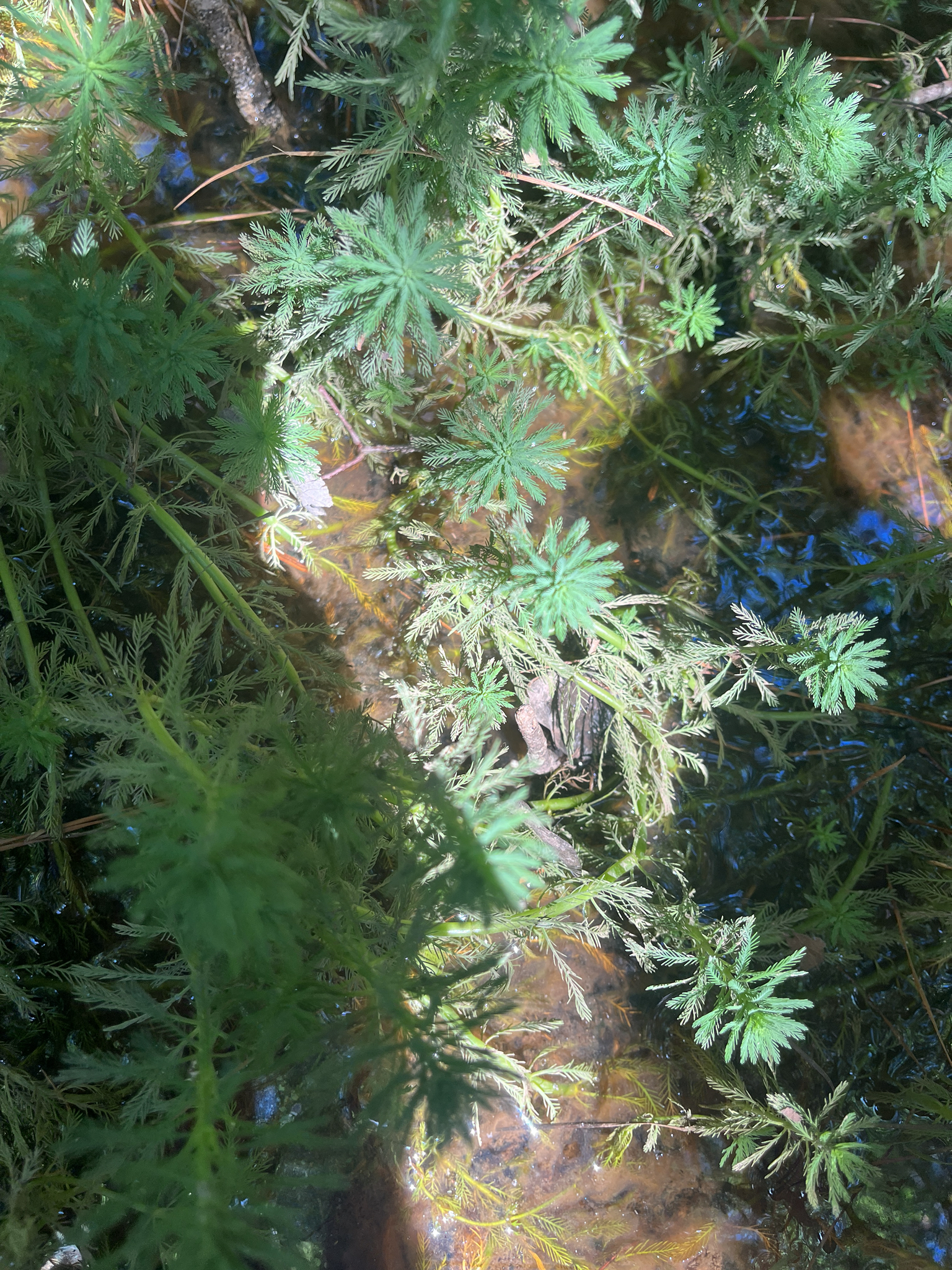 A small frog blends into the green aquatic plants and rocks in shallow water.