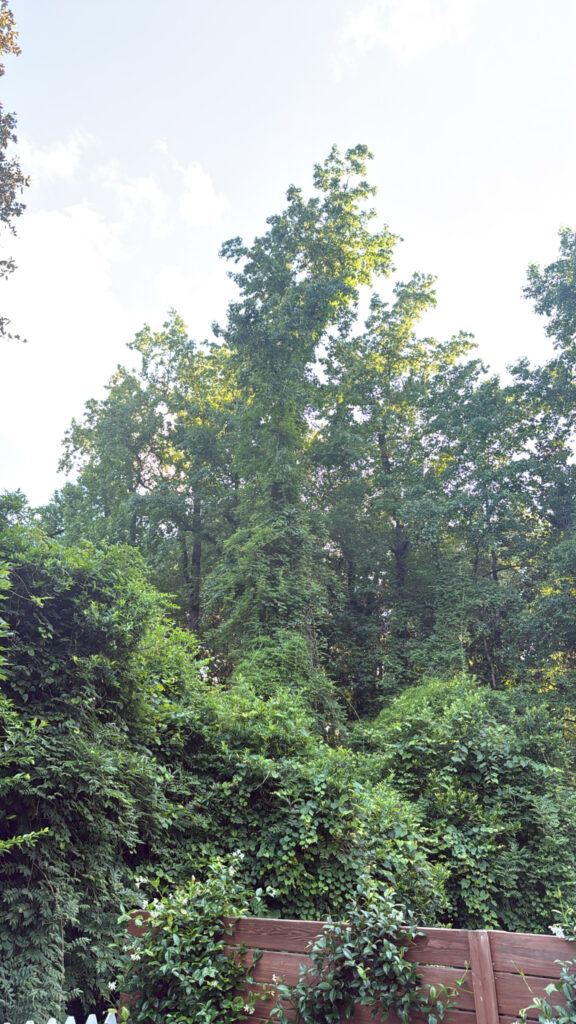 Tall trees and dense greenery fill the scene, with a wooden fence partially visible in the foreground.