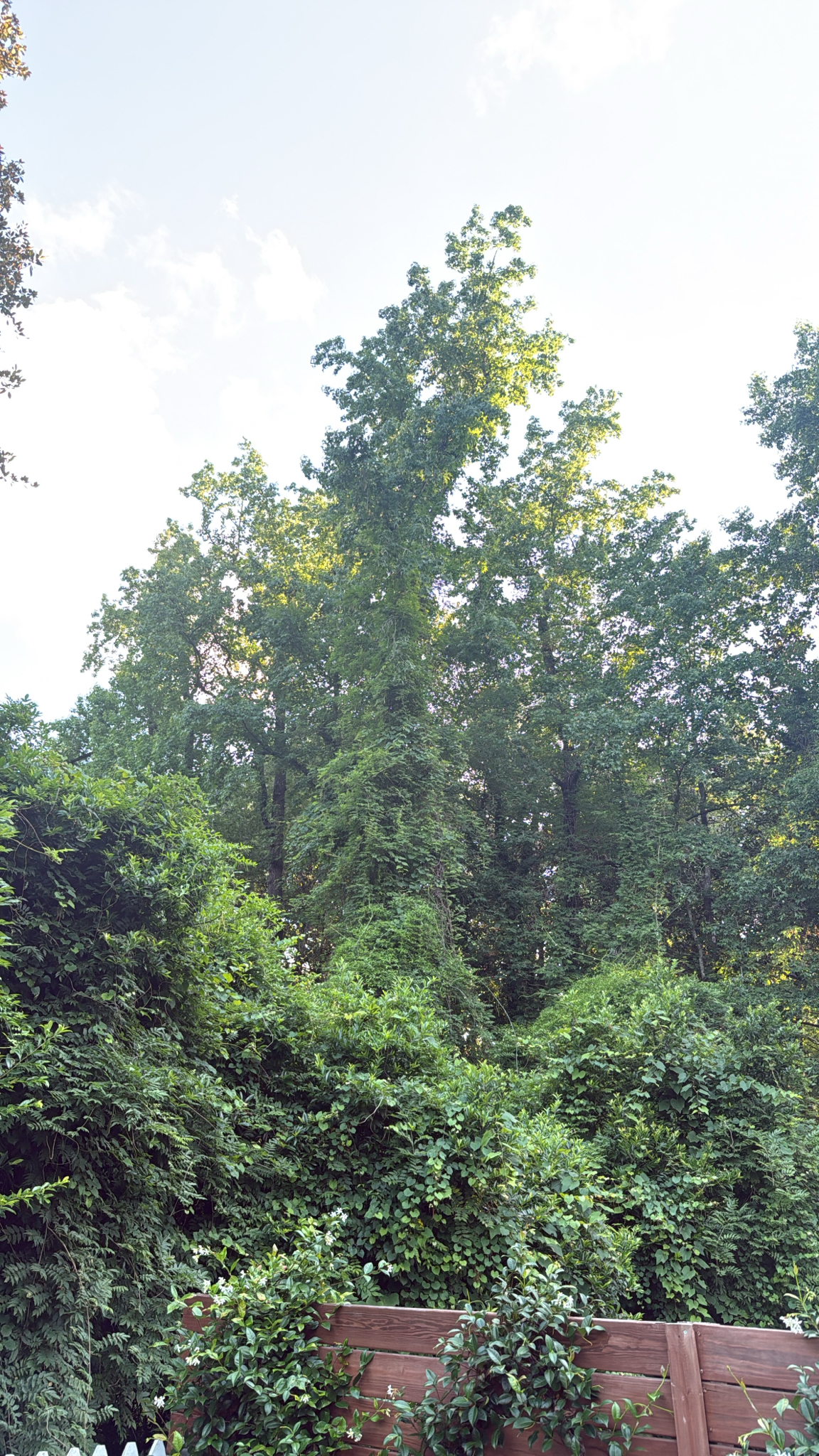 Tall trees and dense greenery fill the scene, with a wooden fence partially visible in the foreground.