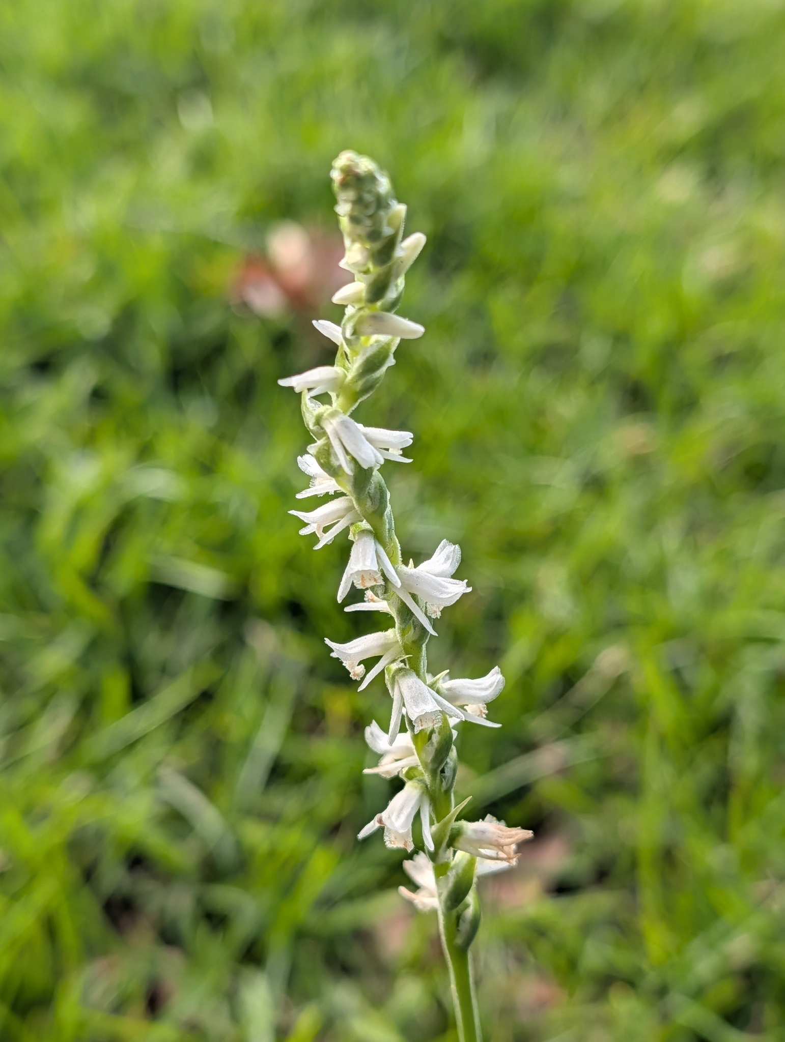 A slender flower stalk with small white blossoms against a blurred green background.