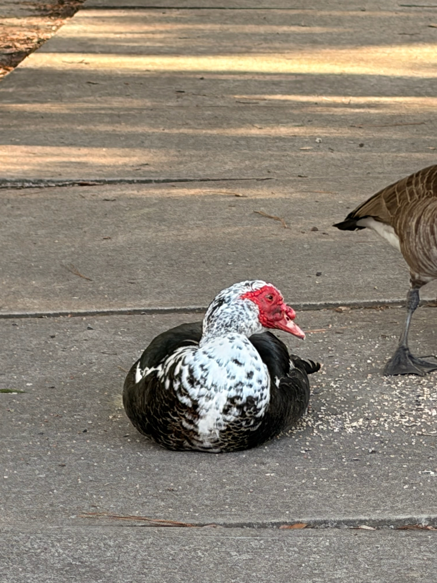 A black and white duck rests on a sidewalk, while another bird stands nearby.